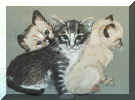 Kittens Portrait