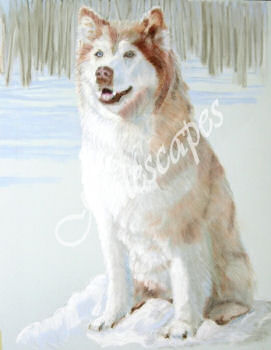 Husky Portrait